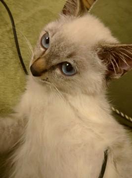シャム猫風イケメンにゃんち