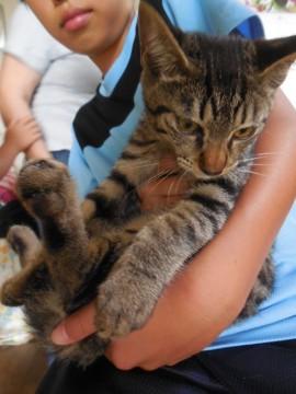 おてんばきじ娘