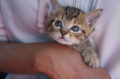 センターレスキューの可愛い子