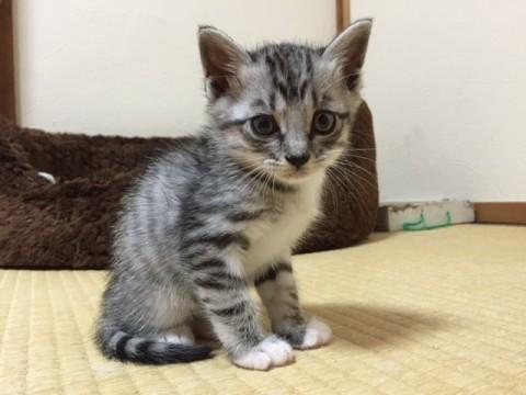 ぼんやりなサバ白ちゃん