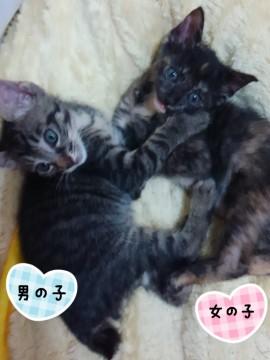 2匹の捨て猫ちゃんの家族になって