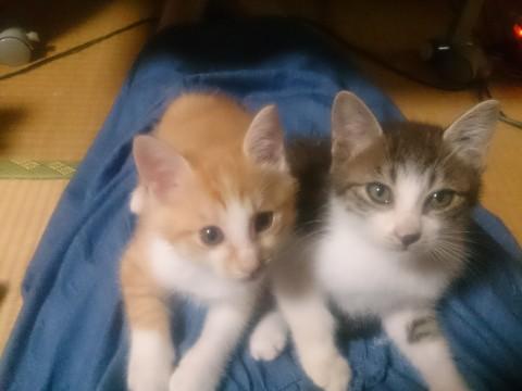 推定８月生まれの男の子２匹です