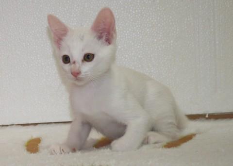 元気一杯甘ったれっ子