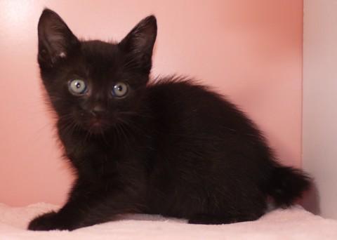 温和でおしゃまな甘ったれ