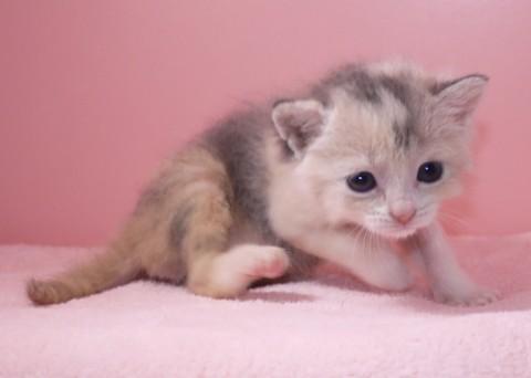 そろそろ離乳期の子