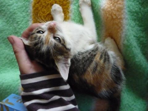 大人しい三毛ちゃん(3兄妹)