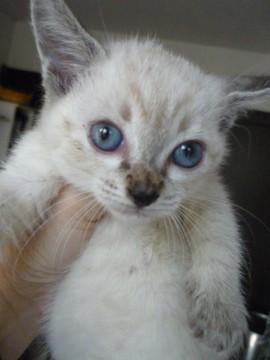 元気なシャム風ちゃん(3兄妹)