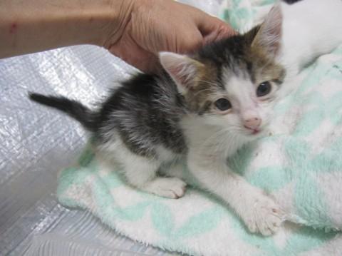 マイペースなきじ白