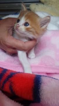 かわいい　子猫ちゃん　６