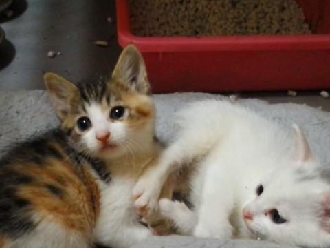 可愛さ満点！子猫姉妹