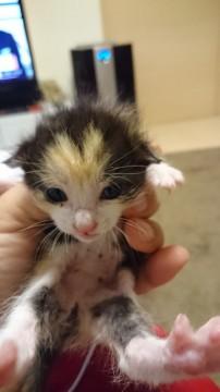 生まれたばかりの子猫！
