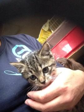 綺麗なサバトラの男の子