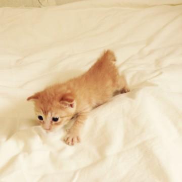 元気な赤猫くん