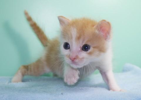 そろそろ離乳期の子