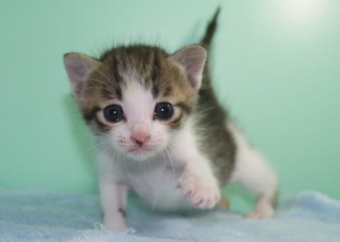 そろそろ離乳期の子