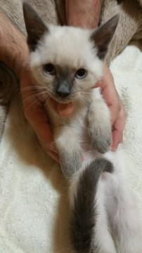 シャム風子猫ちゃん