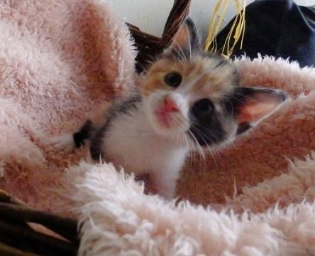 グルグル　かわいい動画有