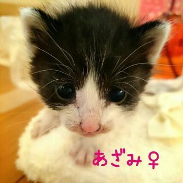 黒白の綺麗なハチワレちゃん