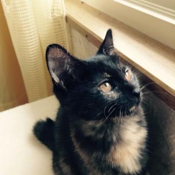 熊柄？黒猫ちゃん