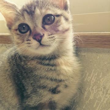おっとりキジトラちゃん