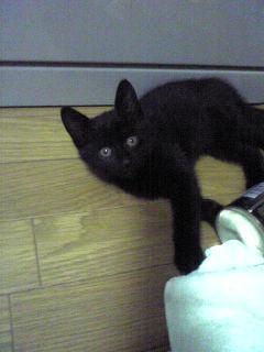 優しい黒猫くん