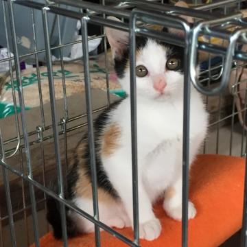懐っこいかわいい顔の甘えんぼさん