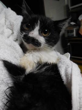 おひげがチャームポイント