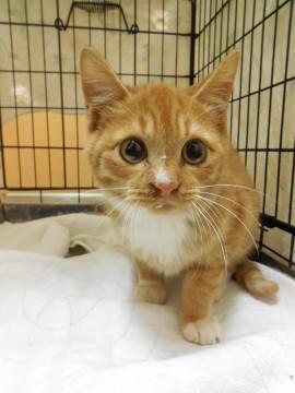 かわいいちゃしろくん