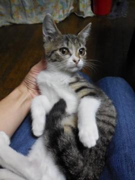 きじしろびじんさん