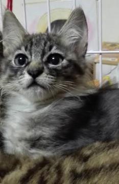 保護した仔猫ちゃん達１