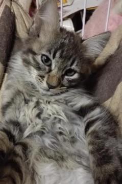 保護した仔猫ちゃん達２