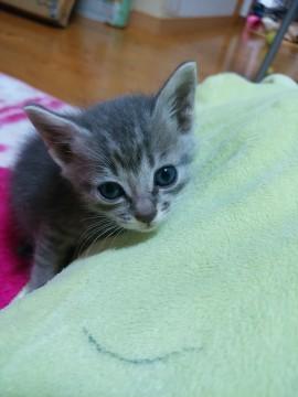 可愛い子猫ちゃん☆