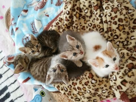可愛いサバ柄子猫ちゃん☆