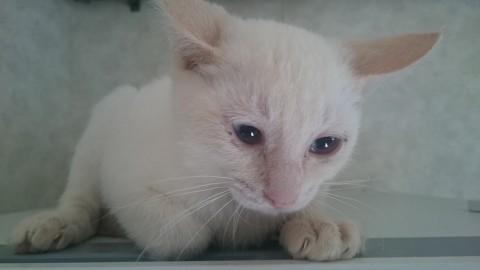 青い目がかわいい白猫ちゃん