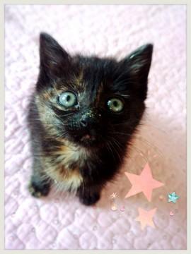 ミルクから育てた、人懐こくて可愛