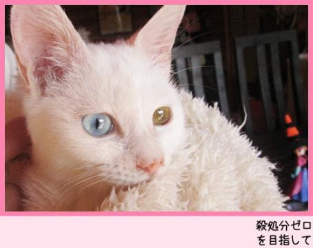 オッドアイの白猫ちゃん★
