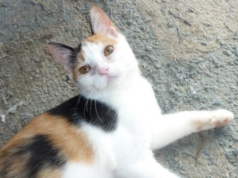 ボブテイルの三毛猫