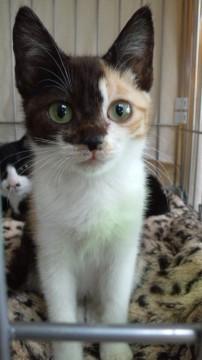 K区ノラ猫たち ~里親さま募集~