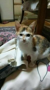 キレイなミケ猫ちゃん