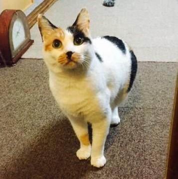もちもち綺麗な三毛猫女の子！