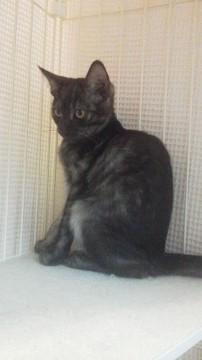 グレーがかった黒猫