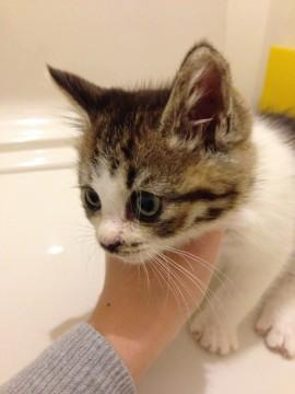 やんちゃなねこちゃん