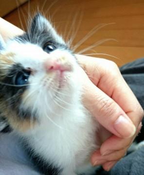 おっとりのんびりの三毛ちゃん