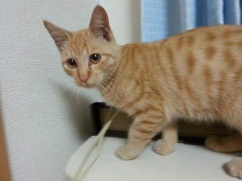 オス猫☆生後３ヶ月程☆