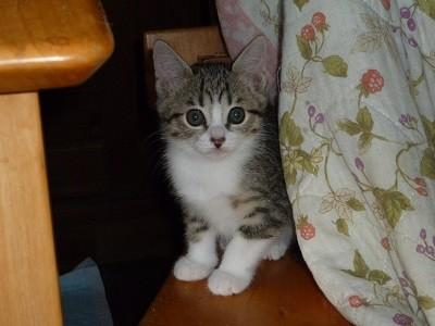 人馴れバッチリ４兄弟