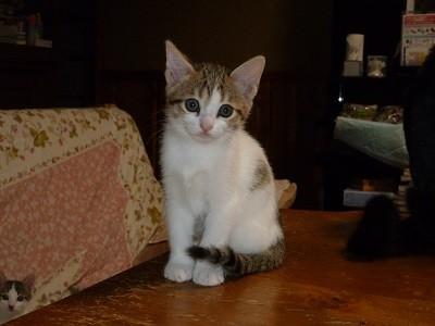 人馴れバッチリ４兄弟