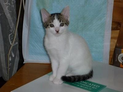 人馴れバッチリ４兄弟