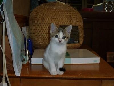 人馴れバッチリ４兄弟