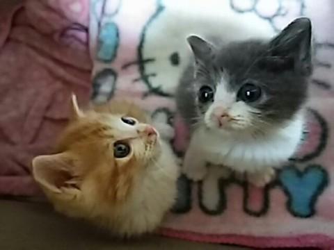 センター収容の乳飲み子２兄弟