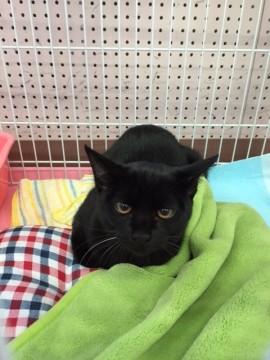 黒猫カイ君